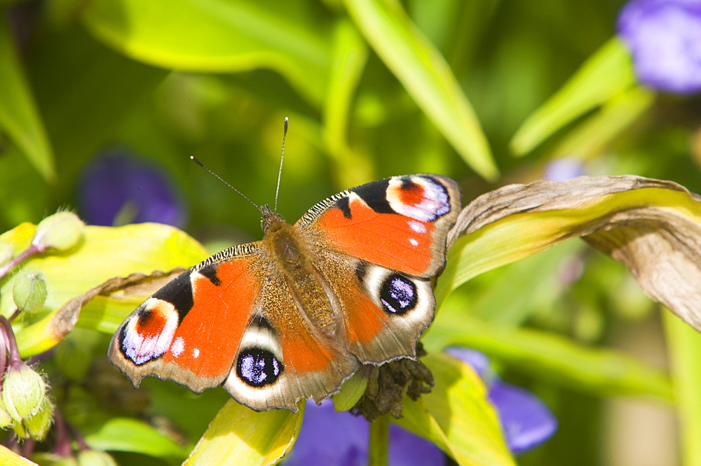 A small peacock butterfly feeding on a flower, United Kingdom, Europe