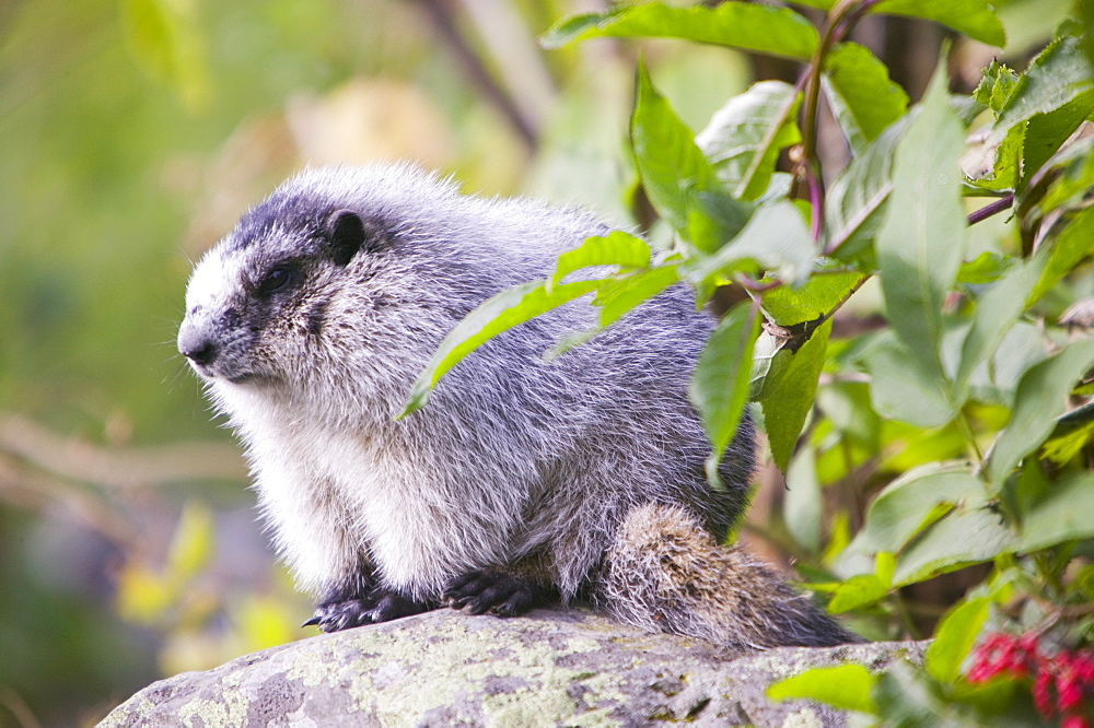 A hoary marmot in the Kenai Fjords National Park in Alaska, United States of America, North America