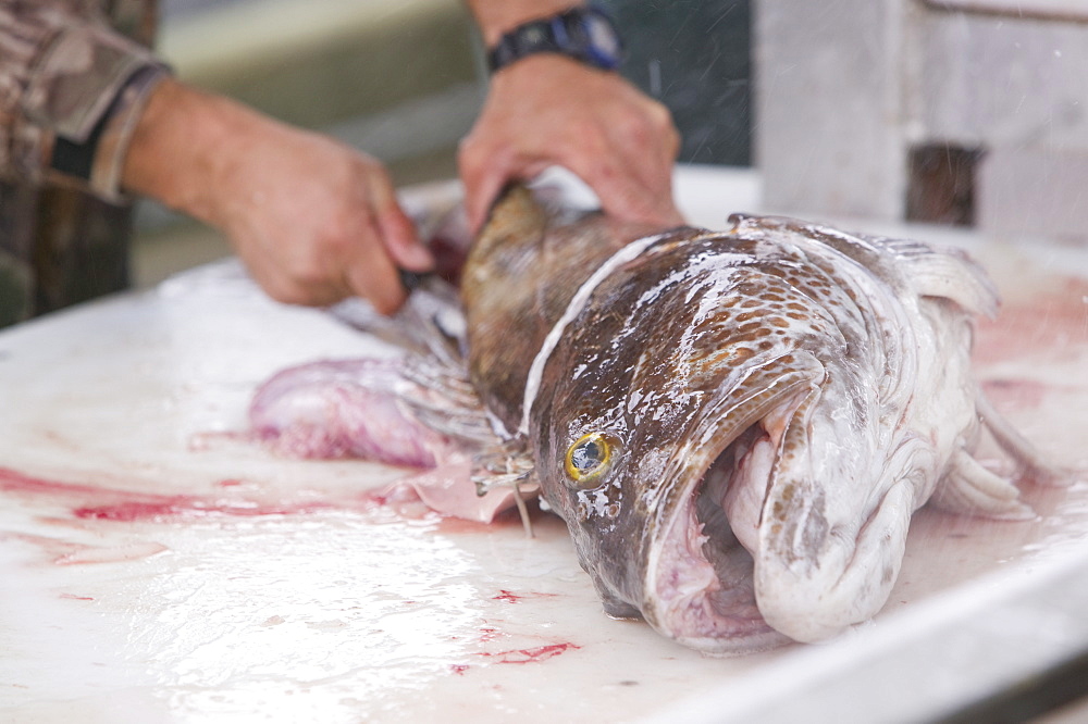 Filleting a Ling Cod in Seward, Alaska, United States of America, North America