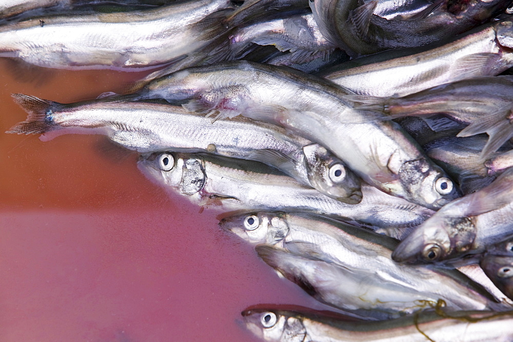 Fish caught off Ilulissat in Greenland, Polar Regions