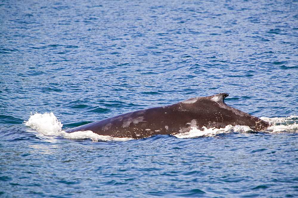 Humpback whale, these animals are now staying in Alaskan waters much later in the year as sea temperatures rise due to global warming, off the Kenai Fjords National Park in Alaska, United States of America, North America 