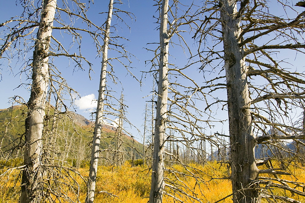 Black spruce trees killed by Spruce Bark Beetles spreading northwards due to global warming, Alaska, United States of America, North America