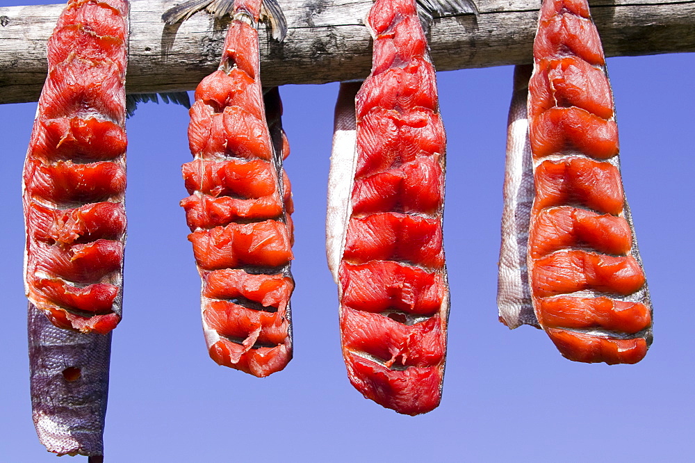 Salmon hanging to dry on Shishmaref, a tiny island inhabited by around 600 Inuits, between Alaska and Siberia in the Chukchi Sea, United States of America, North America