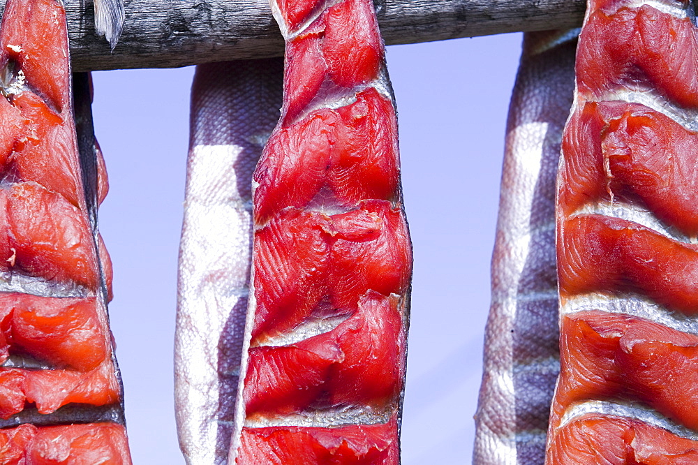 Salmon hanging to dry on Shishmaref, a tiny island inhabited by around 600 Inuits, between Alaska and Siberia in the Chukchi Sea, United States of America, North America