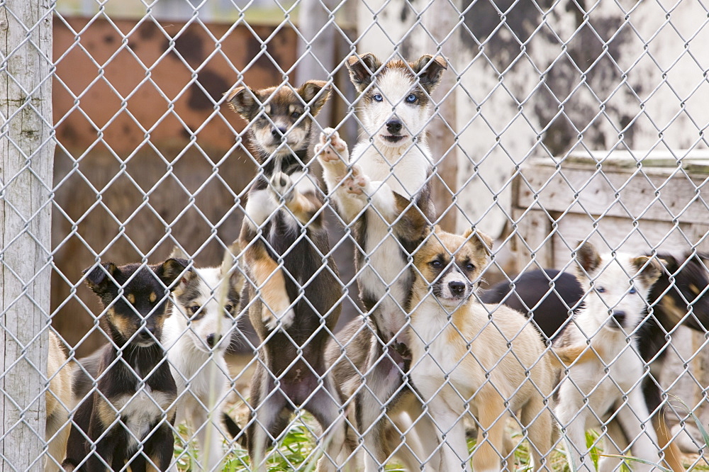 Dog sled puppies on Shishmaref, a tiny island inhabited by around 600 Inuits, between Alaska and Siberia in the Chukchi Sea, United States of America, North America