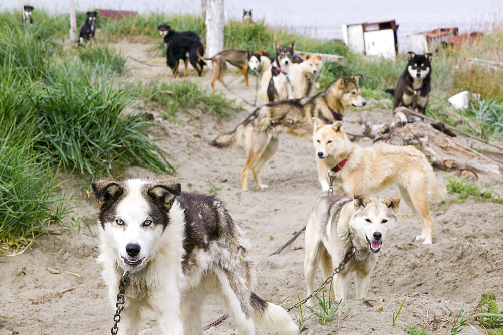 Sled dog on Shishmaref, a tiny island inhabited by around 600 Inuits, between Alaska and Siberia in the Chukchi Sea, United States of America, North America