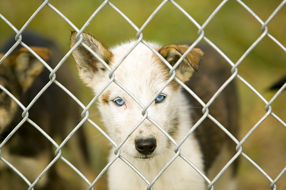 Dog sled puppies on Shishmaref, a tiny island inhabited by around 600 Inuits, between Alaska and Siberia in the Chukchi Sea, United States of America, North America