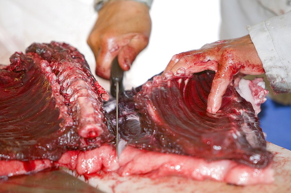 Seal meat being butchered by an Inuit man in Ilulissat in Greenland, Polar Regions