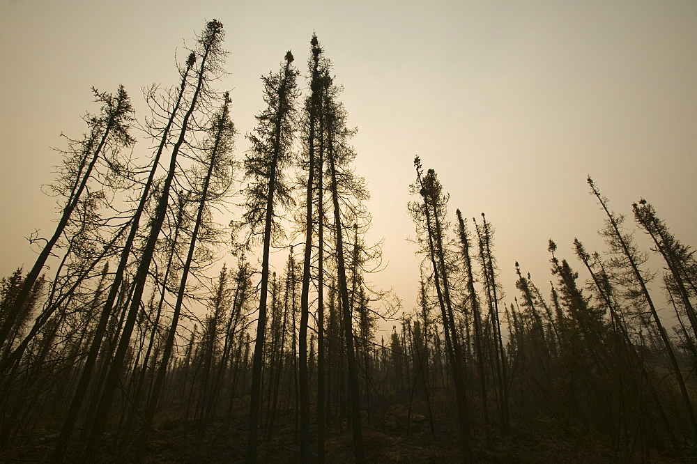 Smoke hangs over burnt out forest after unprecedented fires in 2004, near Fairbanks, Alaska, United States of America, North America