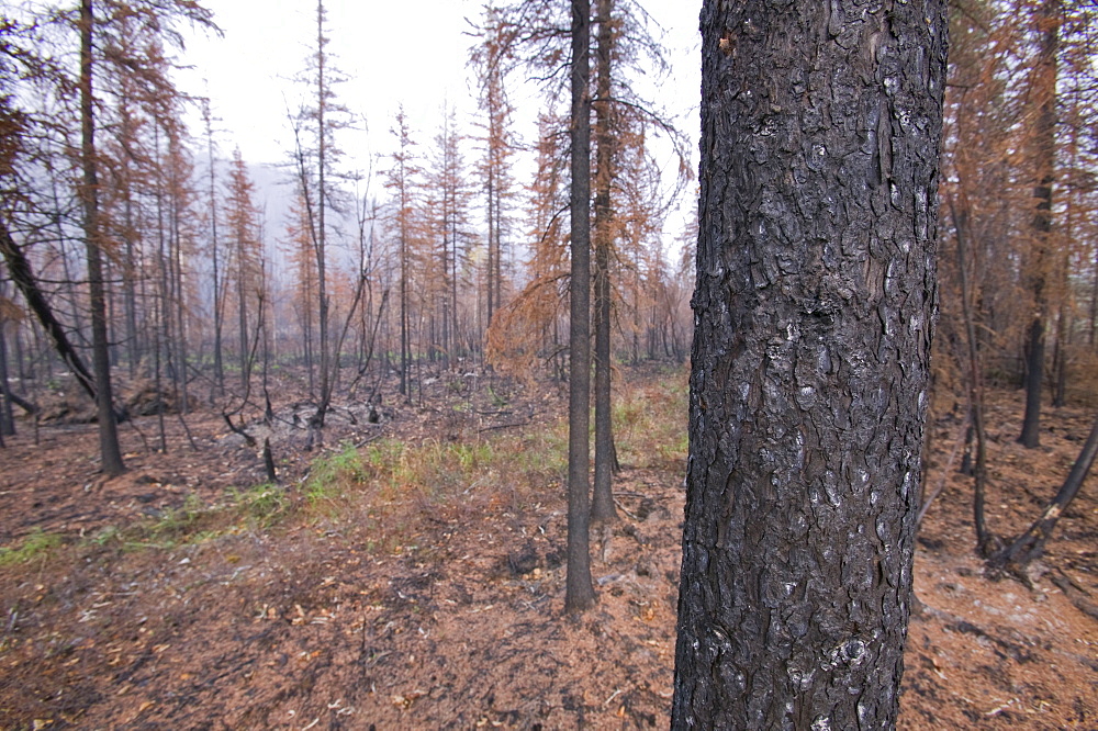 Smoke hangs over burnt out forest after unprecedented fires in 2004, near Fairbanks, Alaska, United States of America, North America