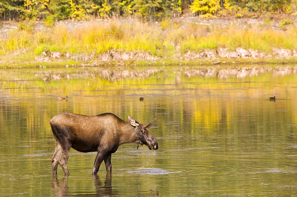 A Moose feeding in a swamp near Fairbanks, Alaska, United States of America, North America