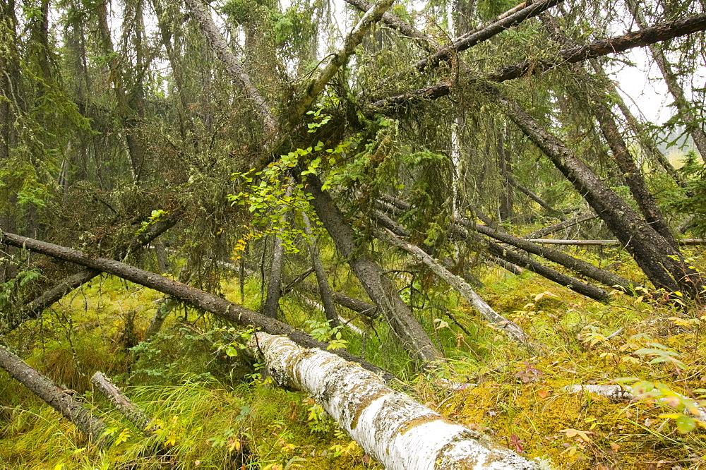 Burnt out forest after unprecedented fires in 2004, near Fairbanks, Alaska, United States of America, North America