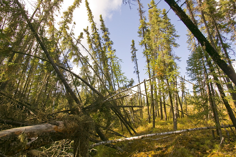 Burnt out forest after unprecedented fires in 2004, near Fairbanks, Alaska, United States of America, North America