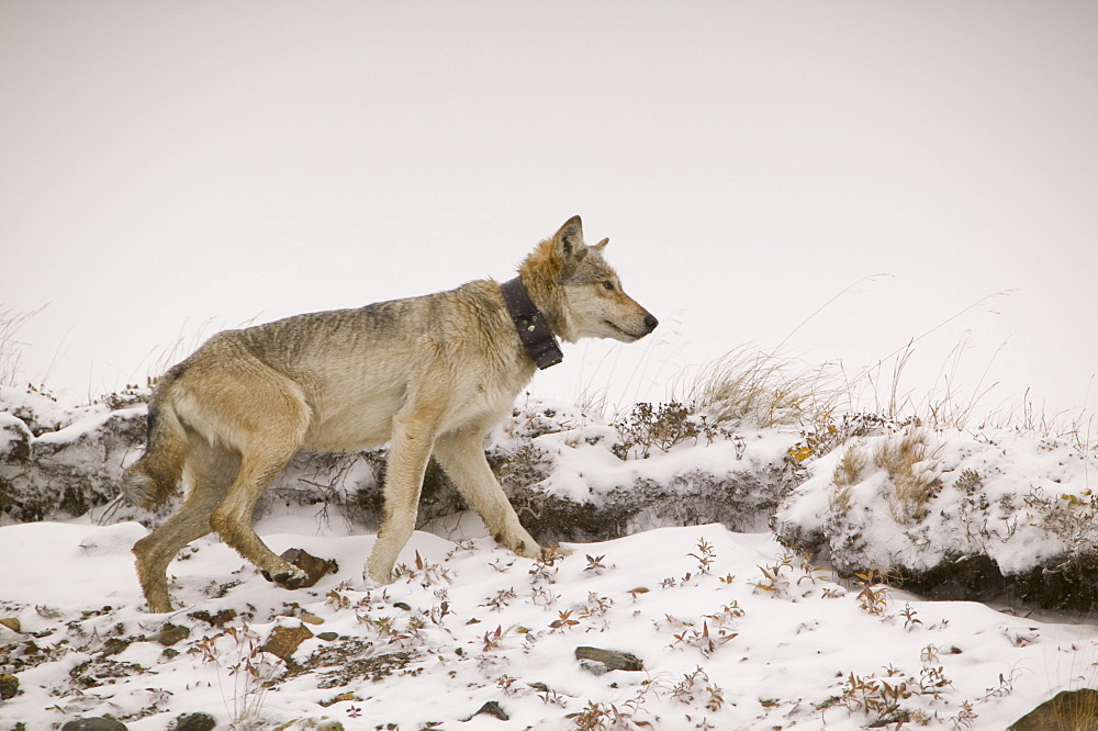 A grey wolf radio collared as part of a tracking program on the tundra in autumn in Denali National Park, Alaska, United States of America, North America