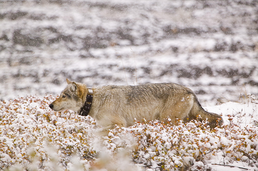 A grey wolf radio collared as part of a tracking program on the tundra in autumn in Denali National Park, Alaska, United States of America, North America