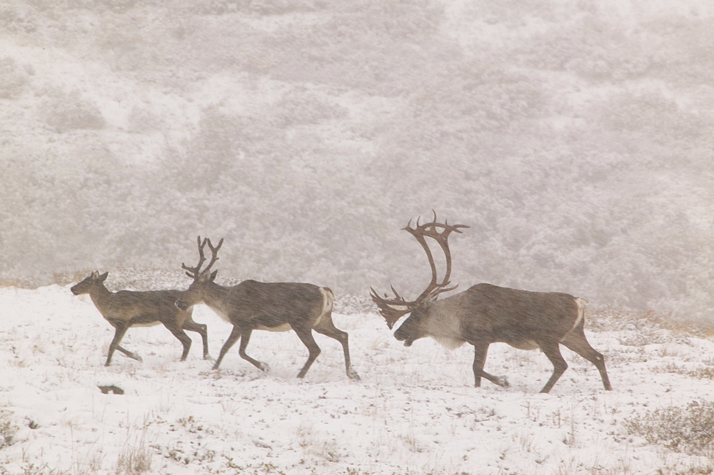 Caribou on the tundra in autumn in Denali National Park, Alaska, United States of America, North America