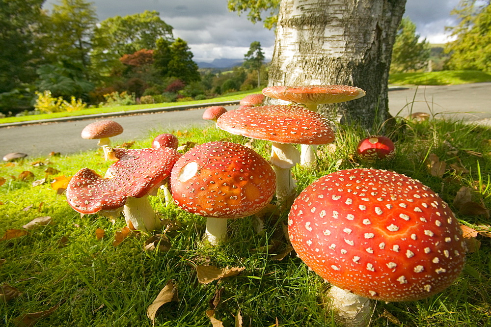 Fly agaric fungi in Windermere, Cumbria, England, United Kingdom, Europe