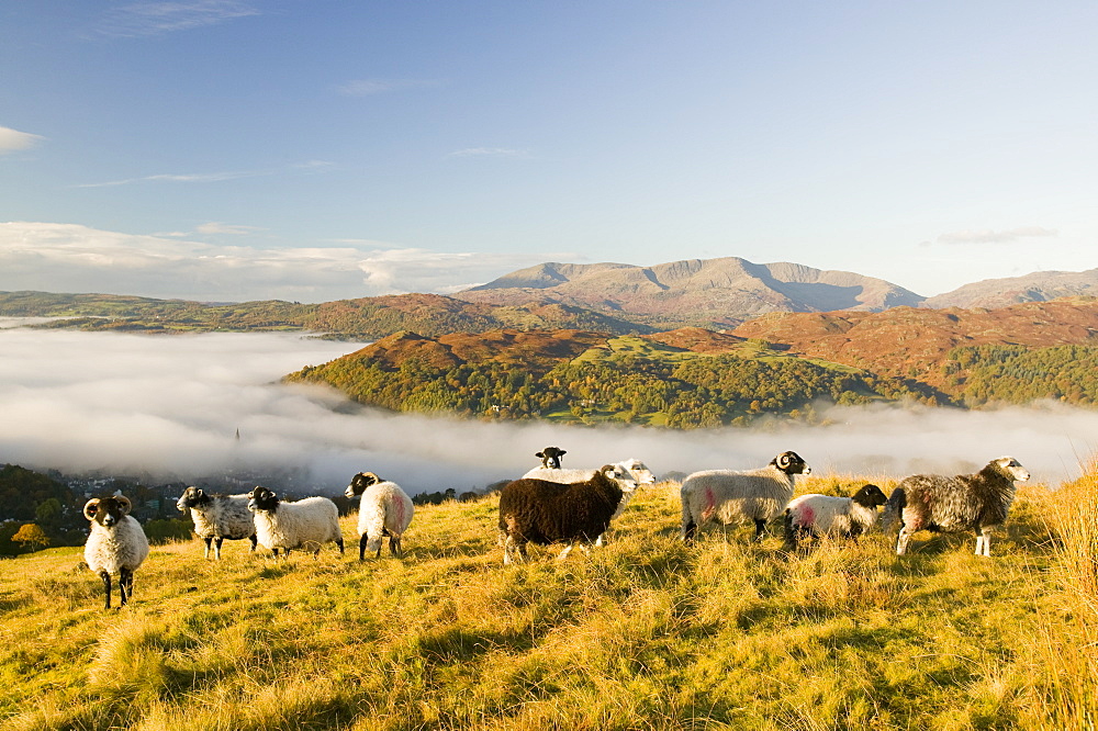 A temperature inversion leading to valley mists, Lake District, Cumbria, England, United Kingdom, Europe