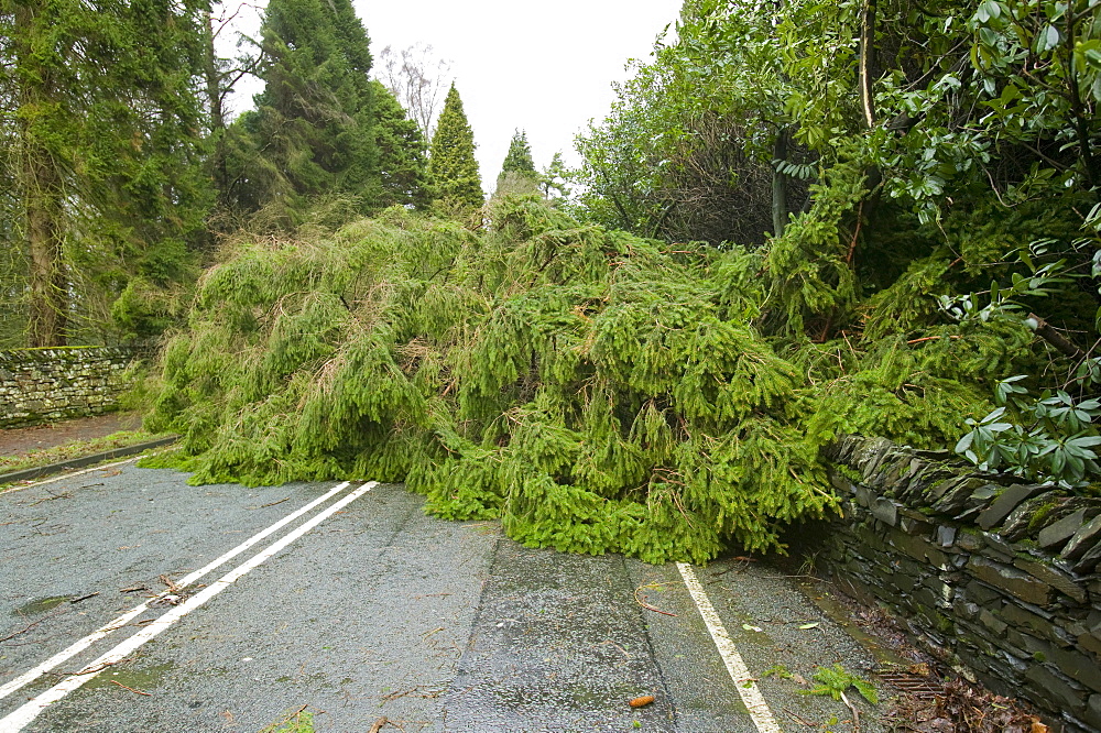 A fallen tree blocks a road in January 2005 after a severe storm, Cumbria, England, United Kingdom, Europe