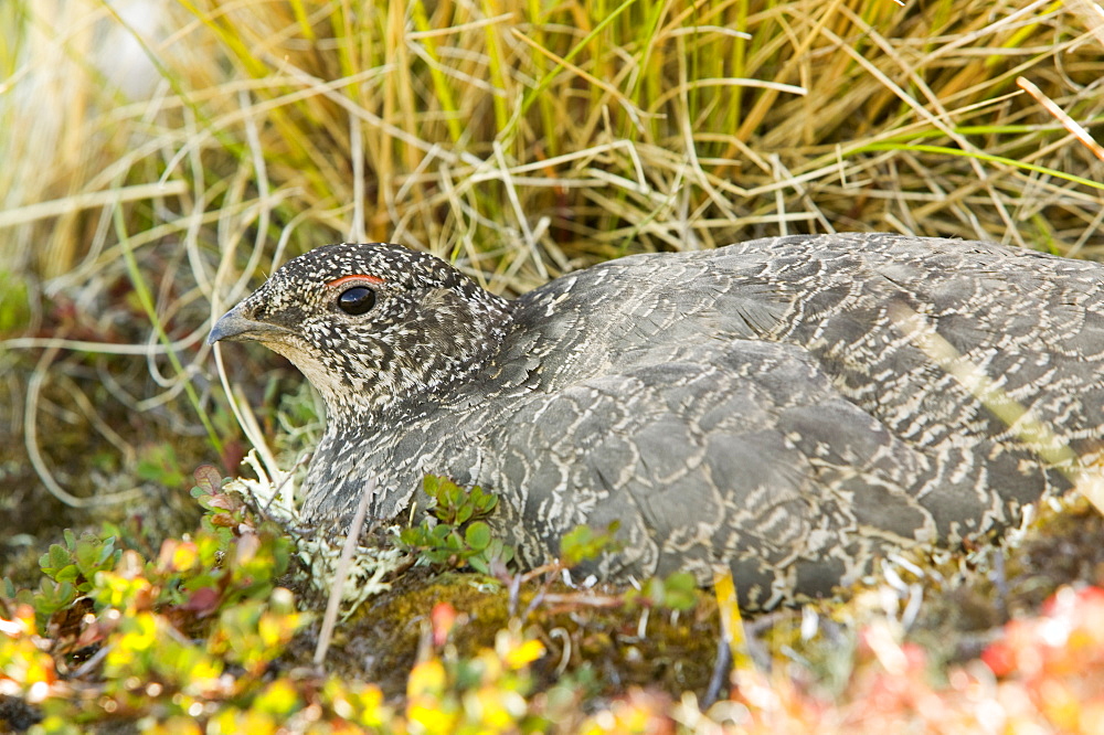 A female ptarmigan on a nest on the Greenland tundra near Camp Victor, west Greenland, Polar Regions