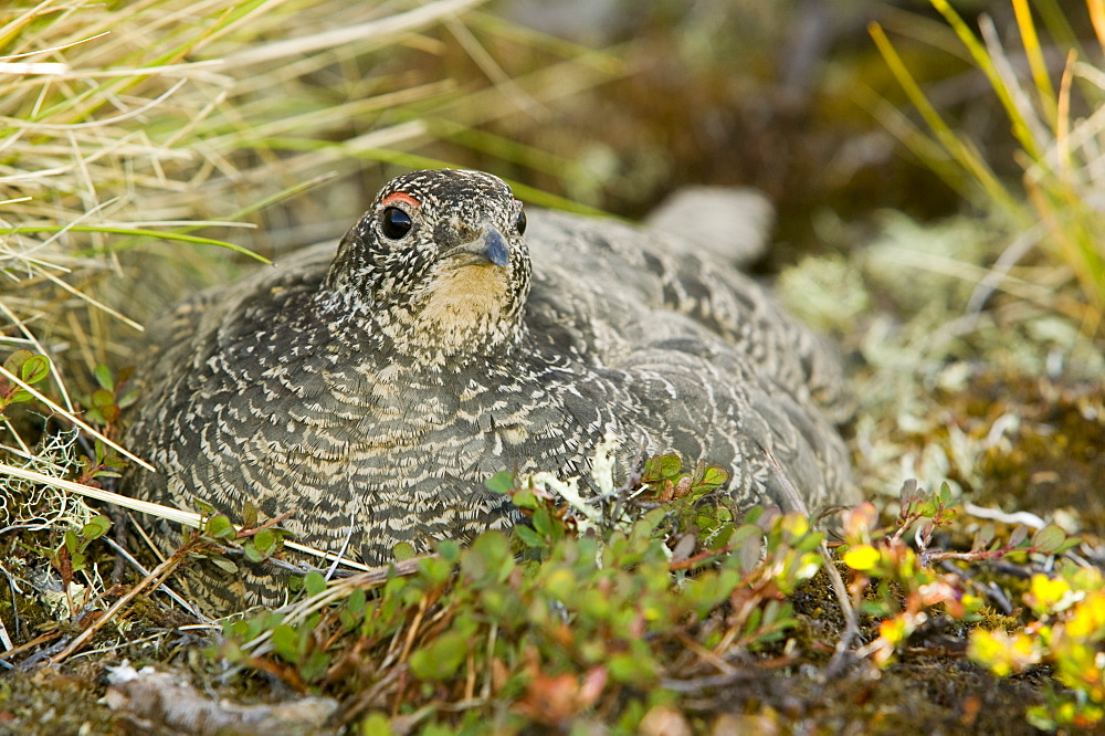 A female ptarmigan on a nest on the Greenland tundra near Camp Victor, west Greenland, Polar Regions