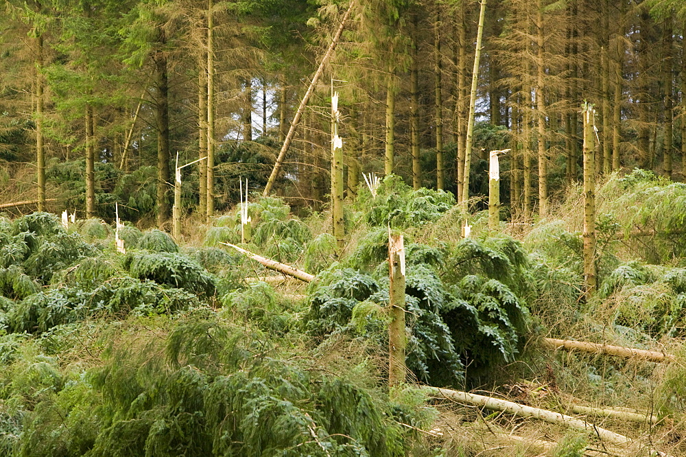 Trees snapped off in the high winds and storms of January 2005, Cumbria, England, United Kingdom, Europe