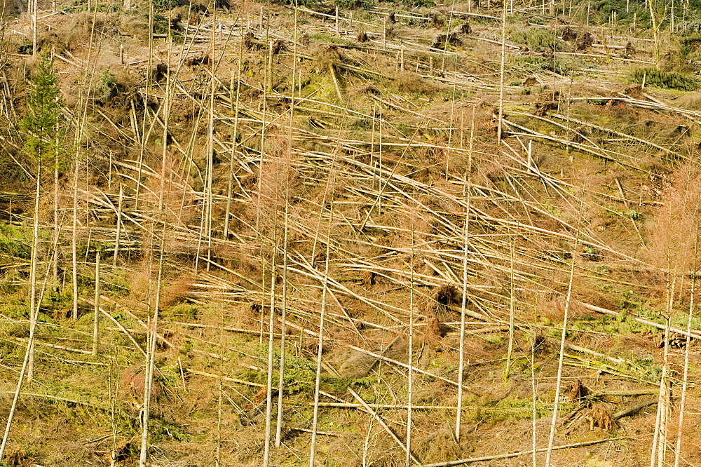 Trees blown over in a plantation on Black Fell in the severe storms in January 2005, near Ambleside, Cumbria, England, United Kingdom, Europe