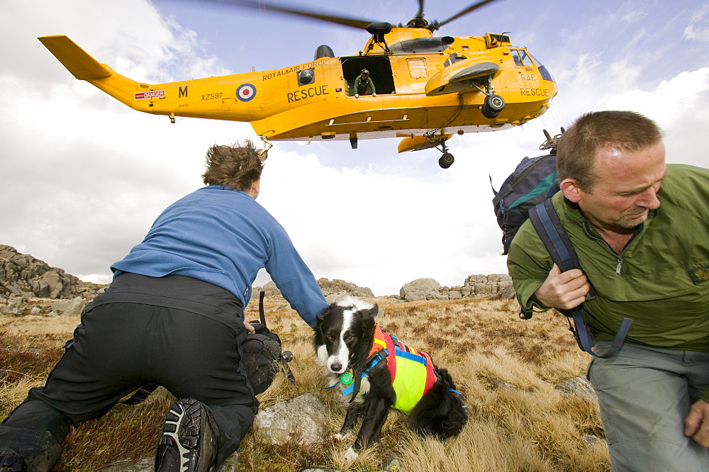 Mountain rescue team members and search dog handler with dog are dropped off by an RAF Sea King helicopter to start a mountain rescue search in the Lake District, Cumbria, England, United Kingdom, Europe