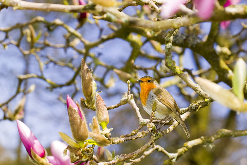 A robin in a magnolia tree in spring, United Kingdom, Europe