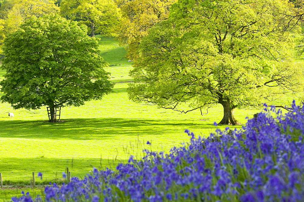 Bluebells in spring near Ambleside, Lake District, Cumbria, England, United Kingdom, Europe