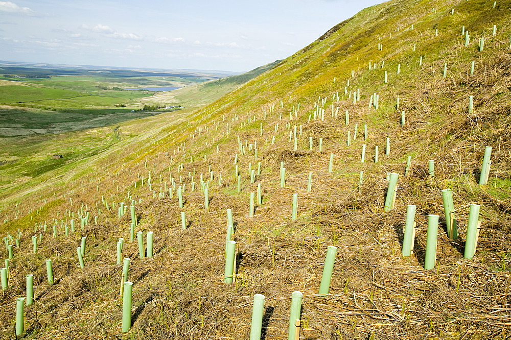 Tree planting at the RSPB reserve at Geltsdale, North Cumbria, England, United Kingdom, Europe