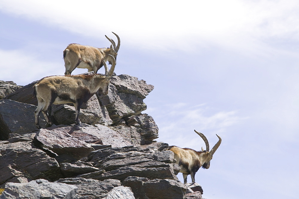 Spanish Ibex in the Sierra Nevada mountains in Southern Spain, Europe