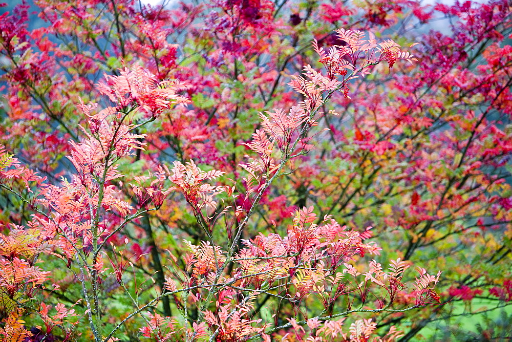 A mountain ash tree with autumn foliage