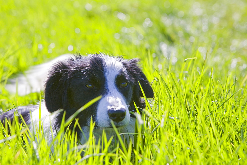 Border collie dog lying in the grass