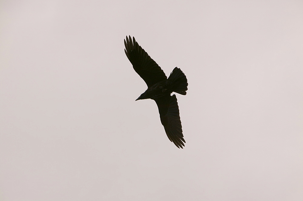 A raven in Greenland, Polar Regions