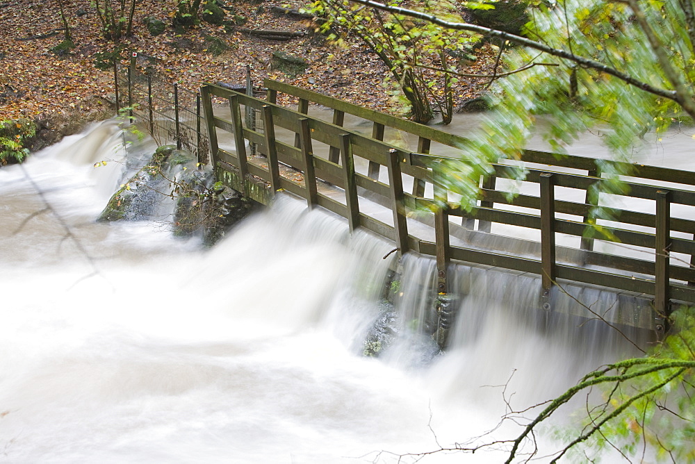 Stock Ghyll waterfall and surrounding woodland in autumn colours in Ambleside, Lake District National Park, Cumbria, England, United Kingdom, Europe