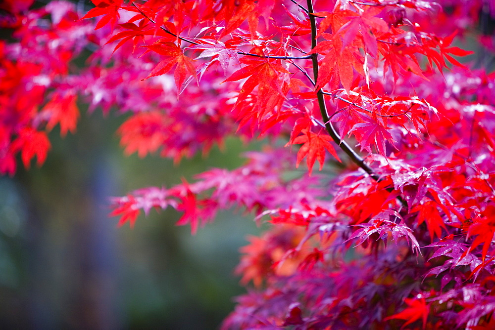 Autumn colours at Thorp Perrow Arboretum in Yorkshire, England, United Kingdom, Europe