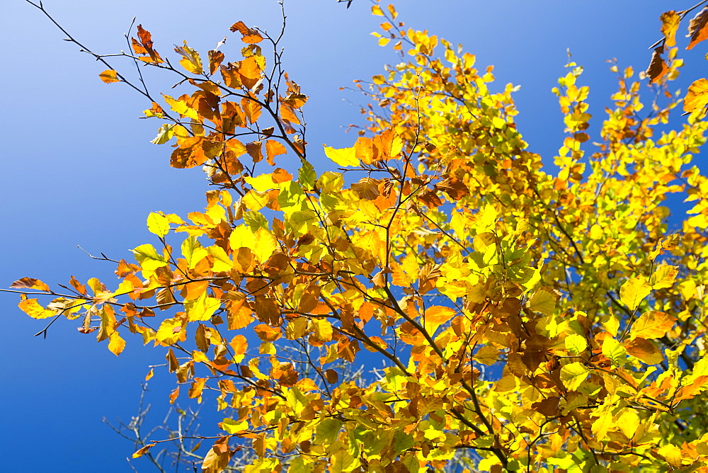 Beech leaves in autumn