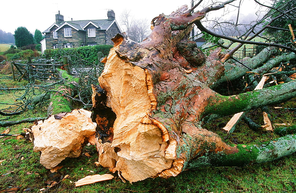 A sycamore tree snapped by gale force winds near Ambleside, Cumbria, England, United Kingdom, Europe