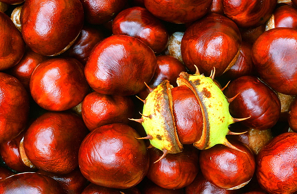 Conkers (horse chestnuts) in autumn