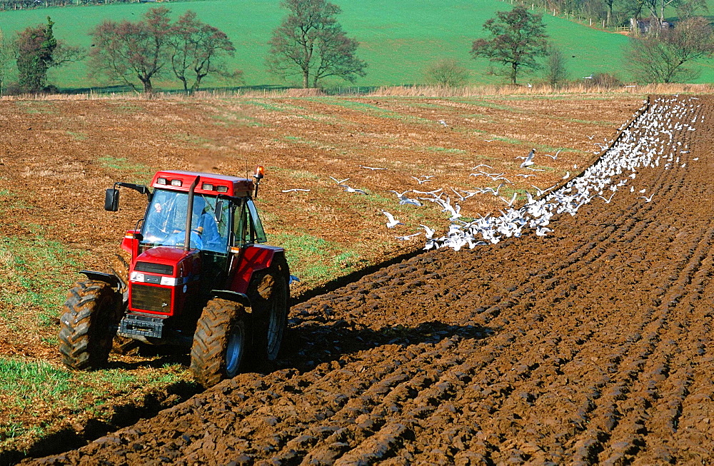 A farmer ploughing a field near Carlisle, Cumbria, England, United Kingdom, Europe