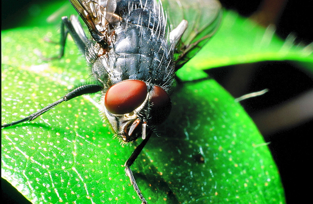 A close up of a fly's eye