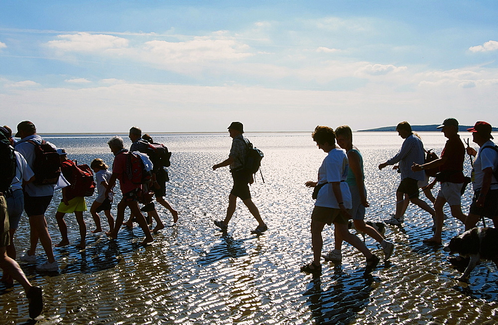 Walkers crossing Morecambe Bay at low tide with the Queens Guide Cedric Robinson in Lancashire, England, United Kingdom, Europe