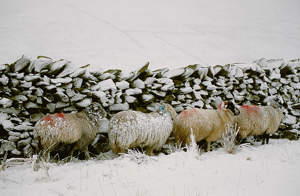 Sheep in winter snow on Kirkstone Pass in the Lake District National Park, Cumbria, England, United Kingdom, Europe