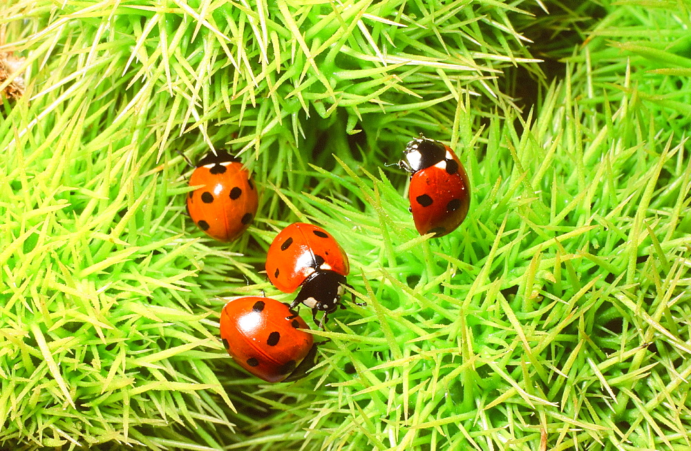 Ladybirds on sweet chestnuts