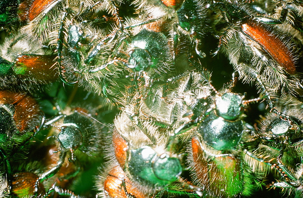 Bracken clot beetles emerging in summer in the Lake District, Cumbria, England, United Kingdom, Europe