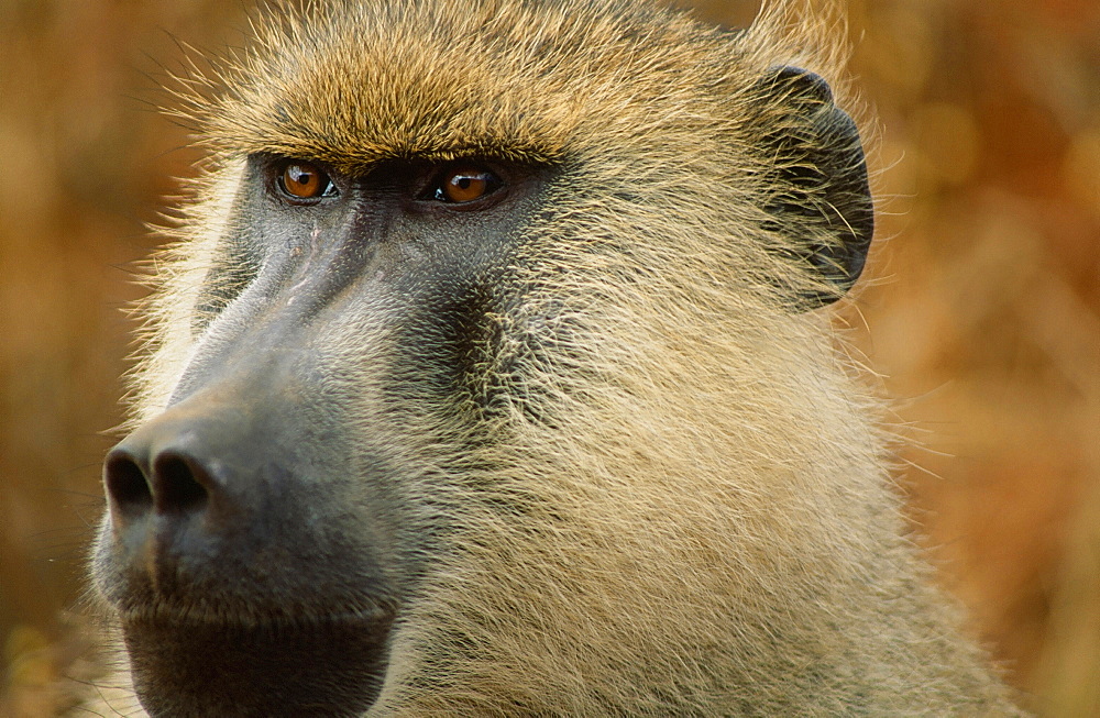 A male baboon in Kenya, East Africa, Africa