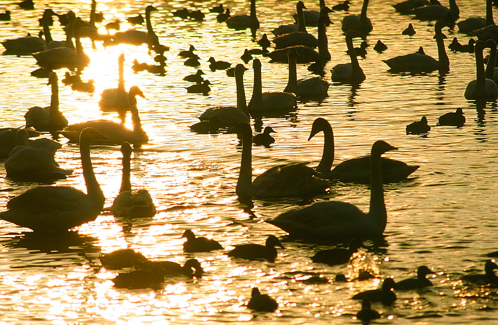 Whooper Swans and ducks being fed at Martin Mere in Lancashire, England, United Kingdom, Europe