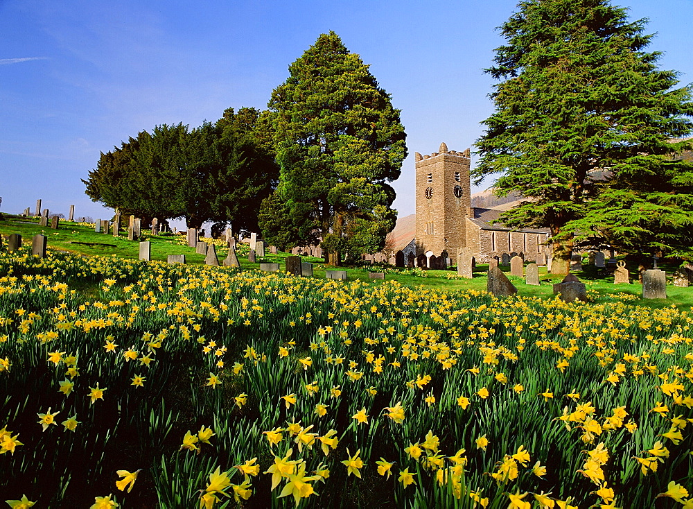 Wild daffodils in Troutbeck churchyard, Troutbeck, Lake District, Cumbria, England, United Kingdom, Europe