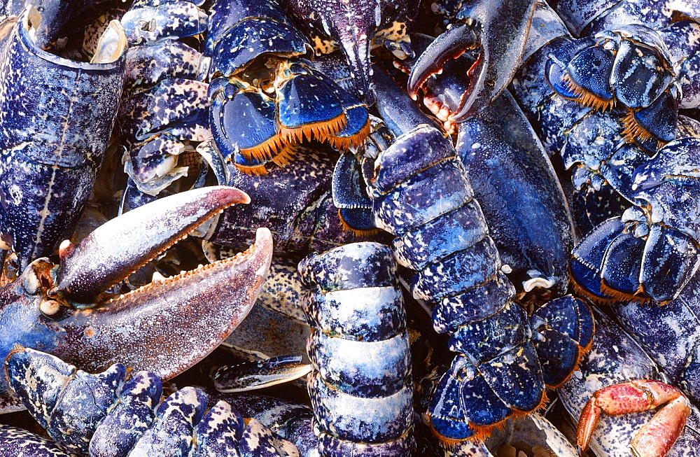 Lobsters washed up on the beach by extreme storm winds at Cley, Norfolk, England, United Kingdom, Europe